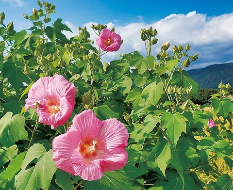 Dứt Điểm Kinh Nguyệt Kéo Dài Bằng Cây Phù Dùng An Toàn Không Cần Dùng Thuốc