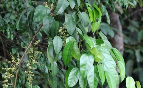 Cây Hoàng Đằng : Lợi Ích và Tác Dụng Đối Với Sức Khỏe