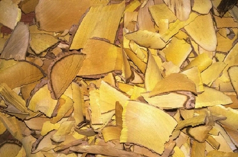 Công Dụng Tuyệt Vời Của Cây Vàng Đăng Bạn Đã Biết Đến ?