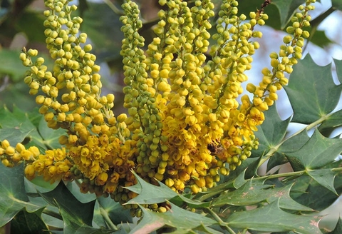 Cây Hoàng Liên Ô Rô : Lợi Ích và Tác Dụng Đối Với Sức Khỏe