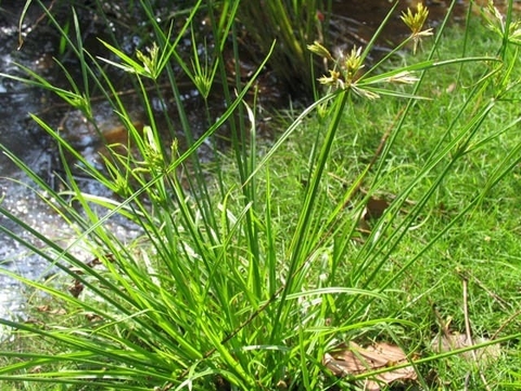 Thảo Dược Quý Giá Cho Sức Khỏe Mang Tên Hương Phụ