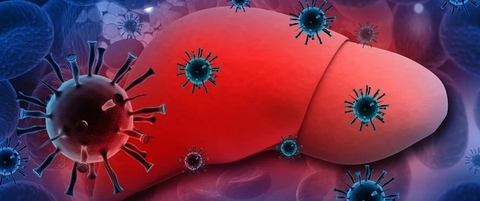 Giải Pháp Ức Chế Virus Viêm Gan B (HBV) Từ Tự Nhiện: Cây Chó Đẻ Răng Cưa