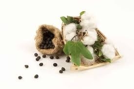 Giải Pháp Tự Nhiên Hỗ Trợ Chữa Bệnh Tim Mạch Từ Hạt Bông