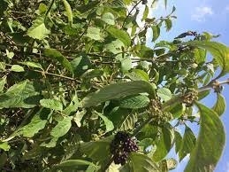 Tổng Quan Cây Nàng Nàng Trong Y Học Cổ Truyền