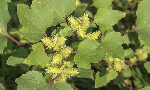 Cây Ké Đầu Ngựa: Công Dụng Đối Với Sức Khỏe