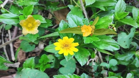 Ké Hoa Vàng Công Dụng Và Lợi Ích Đối Với Sức Khỏe