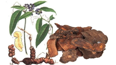 Cây Thổ Phục Linh Công Dụng Và Lợi Ích Đối Với Sức Khoẻ