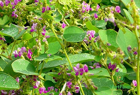 Kim Tiền Thảo Và Công Dụng , Lợi Ích Đối Với Sức Khoẻ