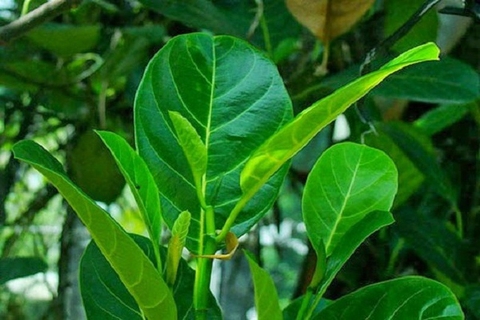 Khám Phá Lợi Ích Sức Khỏe Từ Lá Mít