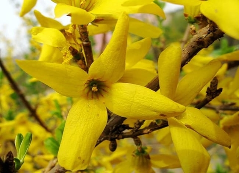 Tăng Cường Hệ Miễn Dịch Với Cây Liên Kiều Tại , Liệu Pháp Từ Thiên Nhiên