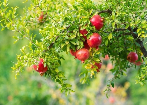 Công Dụng Và Lợi Ích Đối Với Sức Khoẻ Của Cây Thạch Lựu