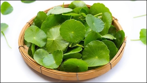 Lưu Ý Quan Trọng Khi Sử Dụng Rau Má Trong Chăm Sóc Sức Khỏe