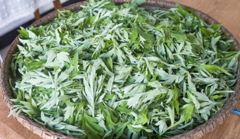 Rau Ngải Cứu: Giải Pháp Tự Nhiên Hỗ Trợ Máu Lưu Thông