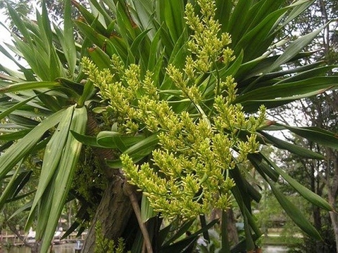 Cây Huyết Giác: Giải Pháp Tự Nhiên Hỗ Trợ Sức Khỏe