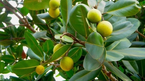 Cây Mù U Công Dụng ,Lợi Ích Đối Với Sức Khỏe