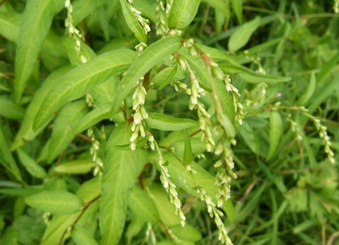 Tổng Quan Công Dụng Của Vị Thuốc Từ Cây Nghể Mà Bạn Chưa Biết