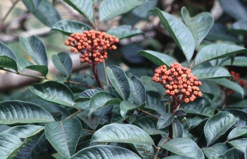 Ngô Thù Du : Đặc Điểm Hình Dạng Và Công Dụng Trong y Học