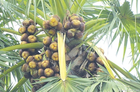 Tìm Hiểu Về Thốt Nốt Cách Dùng Và Công Dụng Lợi Ích Cho Sức Khoẻ