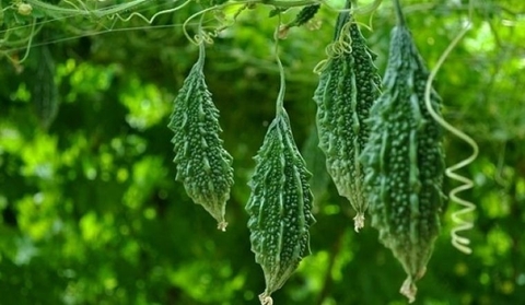 Lợi Ích Bất Ngờ Của Khổ Qua Mà Bạn Chưa Biết