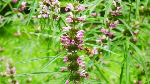 Cây Ích Mẫu: Thảo Dược Quý Giá Cho Sức Khỏe