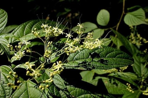 Công dụng tuyệt vời của cây bọ mẩy trong việc hỗ trợ sức khỏe