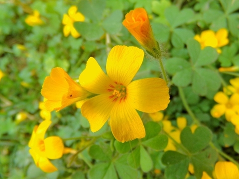 Công Dụng Và Lợi Ích Của Cây Chua Me Đất Hoa Vàng Đối Với Sức Khoẻ