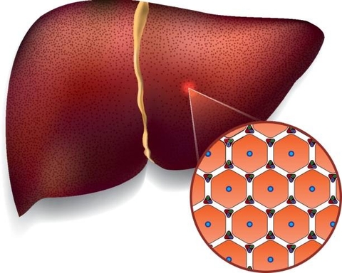 Mẹo Từ Cây Rau Mèo Giúp Bảo Vệ Gan Khỏi Các Bệnh Nguy Hiểm