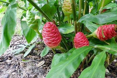 Cây Gừng Dại Công Dụng Lợi Ích Đối Với Sức Khoẻ