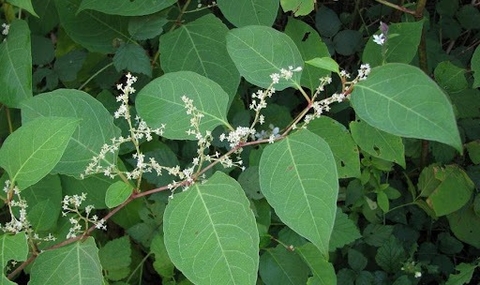 Khám Phá Lợi Ích Vượt Trội Của Cây Cốt Khí Đối Với Sức Khỏe