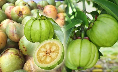 Cây Bứa Công Dụng Và Lợi Ích Đối Với Sức Khoẻ