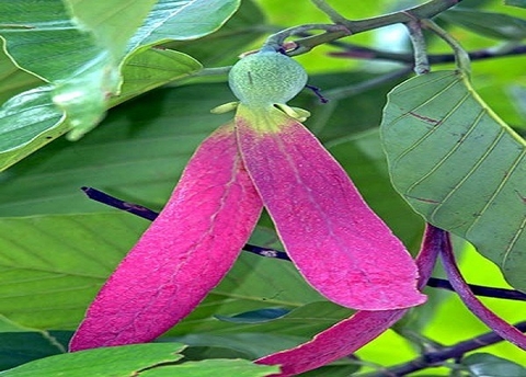 Cây Dầu Rái Trắng Công Dụng , Lợi Ích Đối Với Sức Khoẻ