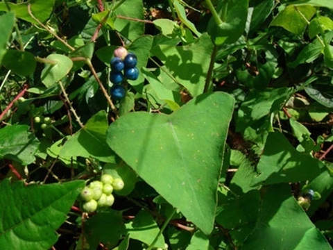 Rau Ma Ngọ Công Dụng Lợi Ích Đối Với Sức Khoẻ