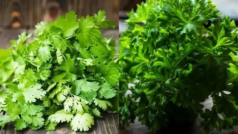 Tông Quan Công Dụng Của Mùi Tây Đối Với Sức Khoẻ