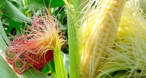 Râu Ngô : Công Dụng Và Lợi Ích Đối Với Sức Khoẻ Mà Bạn Chưa Biết