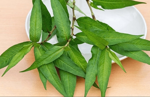 Rau Răm: Đặc Điểm, Công Dụng Và Cách Sử Dụng An Toàn