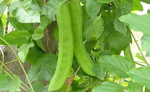 Cây Đậu Rựa Công Dụng Và Lợi Ích Đối Với Sức Khoẻ