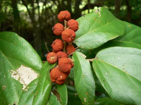 Những Lợi Ích Bất Ngờ Của Cây Rum Mao Đối Với Sức Khoẻ Mà Bạn Chưa Biết