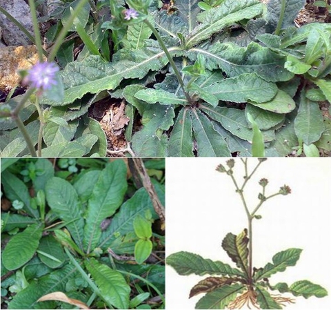 Cây Chỉ Thiên Trong Điều Trị Viêm Loét Dạ Dày Và Tá Tràng