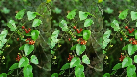 Tìm Hiểu Về Cây Lõi Tiền Thảo Dược Lợi ích Cho Sức Khoẻ Con Người