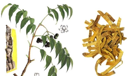 Dược Liệu Tự Nhiên Hỗ Trợ Sức Khoẻ: Cây Hoàng Bá