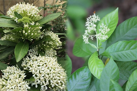 Cây Đơn Trắng : Hỗ Trợ VÀ Điều Trị Các Bệnh Tiêu Hoá