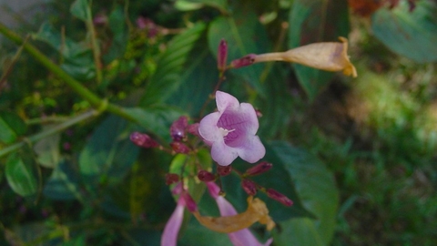 Chữa Viêm Răng Lợi Tại Nhà Bằng Thói Quen Với Cây Thanh Đại