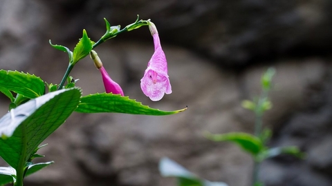 Giảm Ho Tiêu Đờm Với Bài Thuốc Từ Cây Thanh Đại