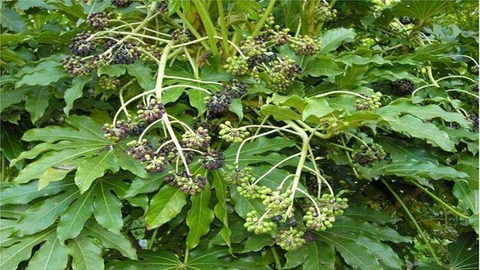 Lợi Ích Và Công Dụng Của Cây Thông Thảo Đối Với Sức Khoẻ