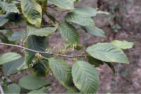 Tổng Quan Công Dụng Lợi Ích Của Cây Đơn Răng Cưa