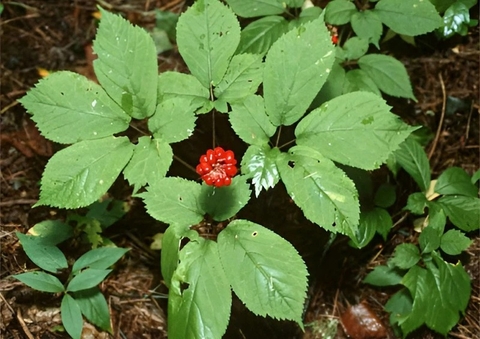 Cây Tam Thất :Công Dụng Lợi Ích Và Cách Sử Dụng Thảo Dược