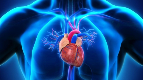 Ngăn Ngừa Huyết Áp Cao Từ Thói Quen Sử Dụng Cây Tỏi