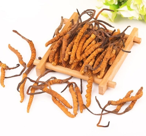 Đông Trùng Hạ Thảo Giải Pháp Cho Người Bệnh Tiểu Đường