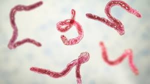 Cách Sử Dụng Cây Nghể Để Tẩy Giun, Sán Tại Nhà Hiệu Quả