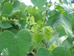 Giới Thiệu Về Cây Lá Tiết Dê Công Dụng Và Lợi ích